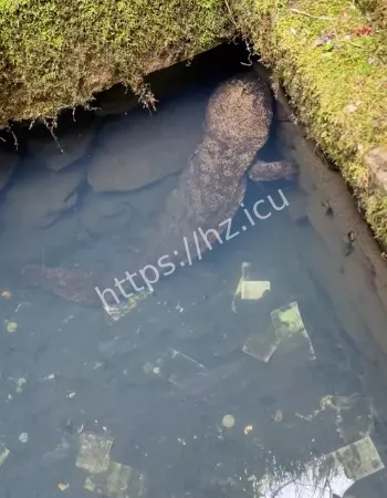 一米多长娃娃鱼